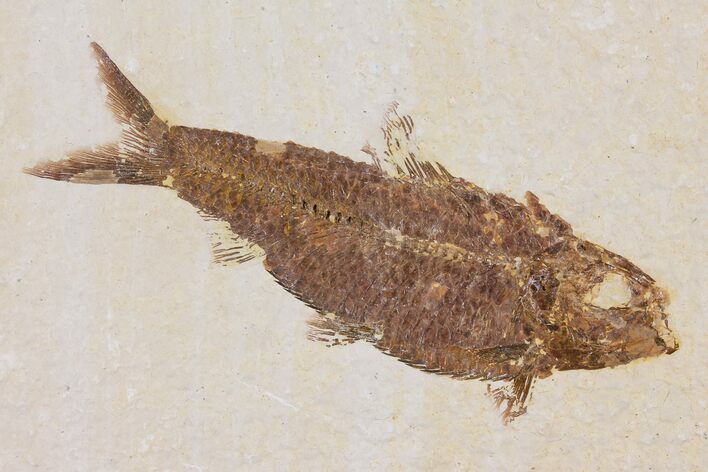 Detailed Fossil Fish (Knightia) - Wyoming #103944